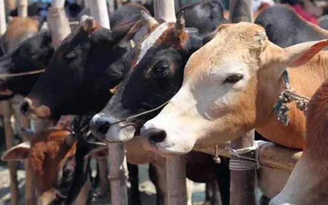 Four accused were informers or complainants in cases against cow smugglers