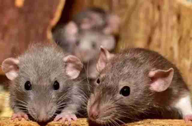 3500 mice and 180 rats stolen in Jind, police register case against two