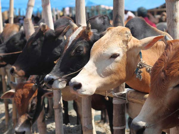 Haryana: Step towards making a state free from cow welfare and deprived villages.