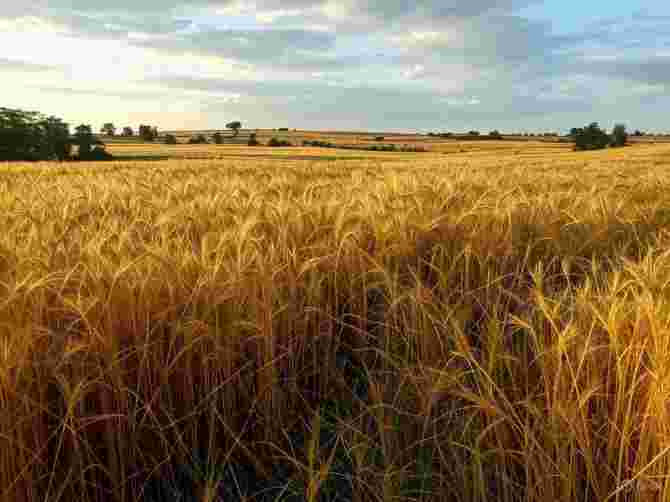 Important news! Get portal registration done soon for wheat purchase in Haryana, only 11 days left