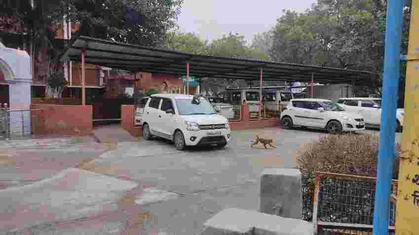 Vigilance investigation begins in Jind Municipal Council's monkey catching scam