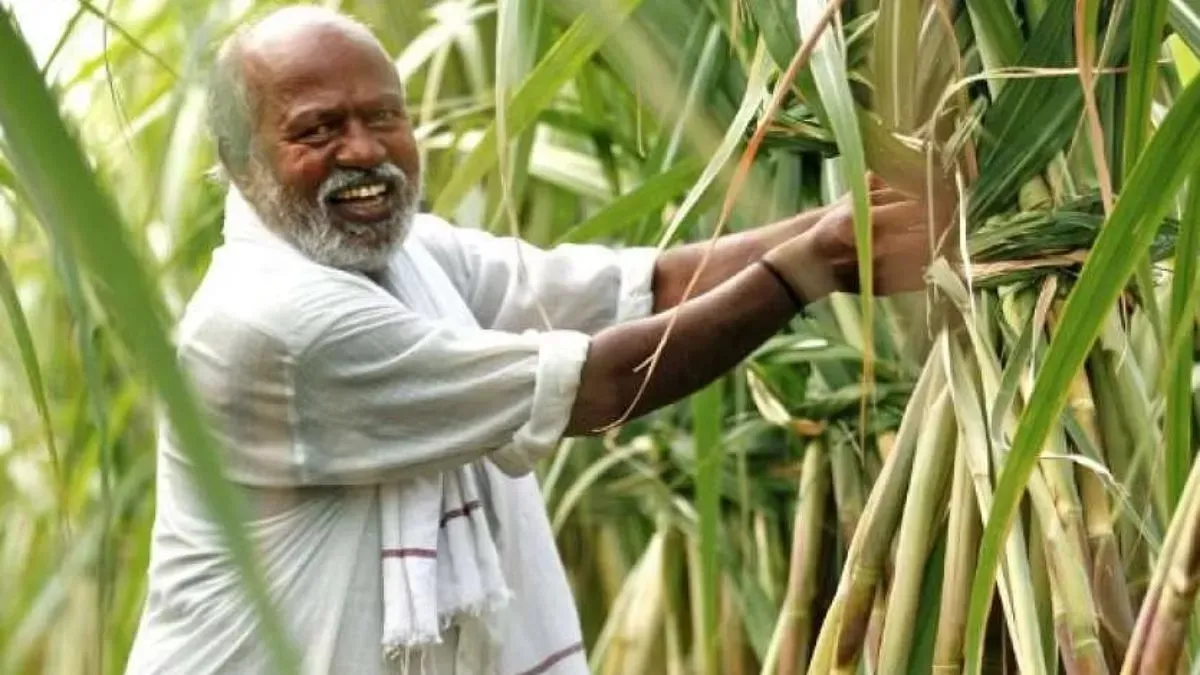 हरियाणा के गन्ना किसानों को बड़ी राहत, खेती और कृषि यंत्रों पर मिलेगी सब्सिडी